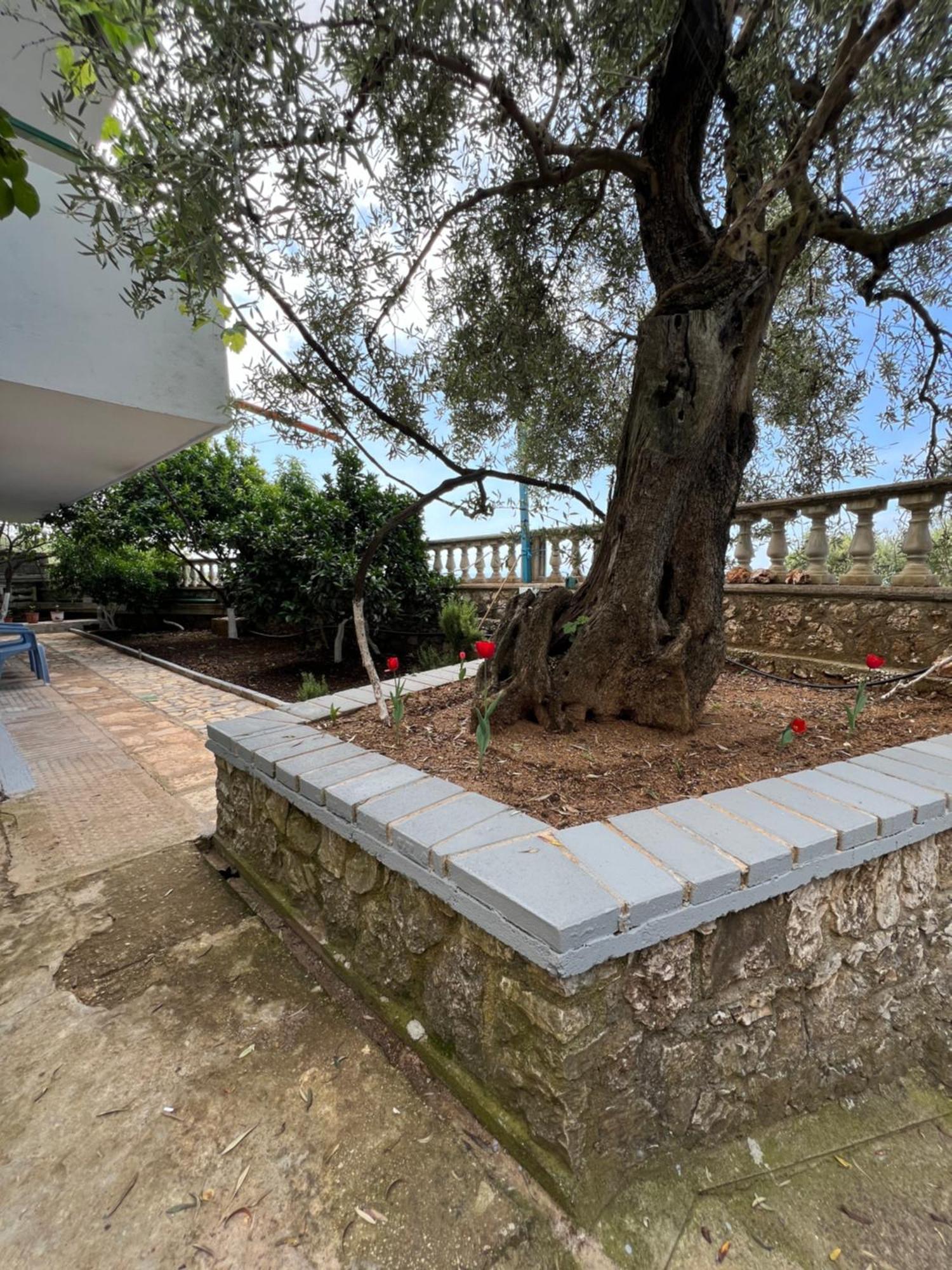 Petra Oliva Apartment Dhërmi Kültér fotó